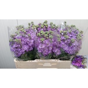 MATTH MILLA LAVENDER