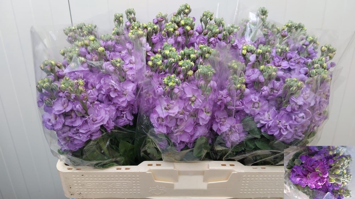 <h4>MATTH MILLA LAVENDER</h4>