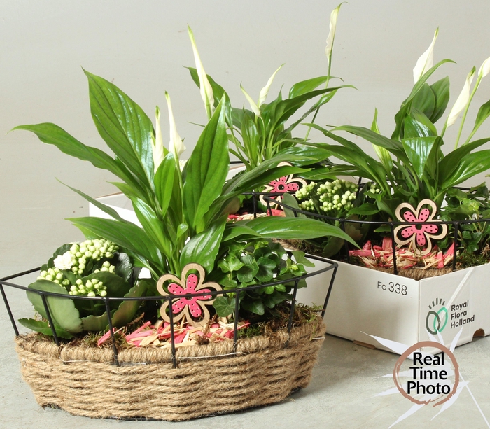 <h4>ARR KAMERPL</h4>