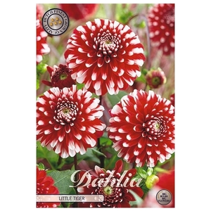 Dahlia Little Tiger x1