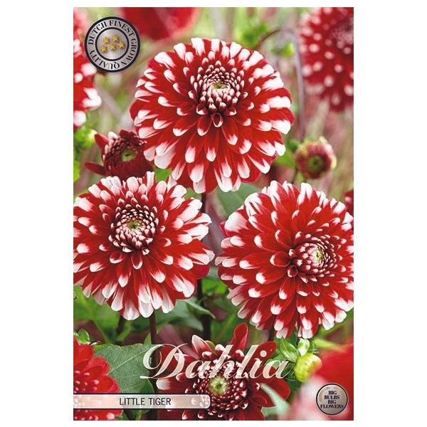 <h4>Dahlia Little Tiger x1</h4>