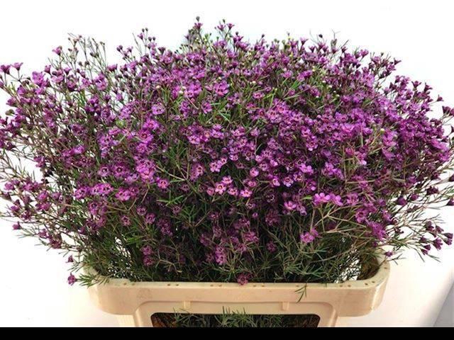 <h4>CHAME UN JUPITER</h4>