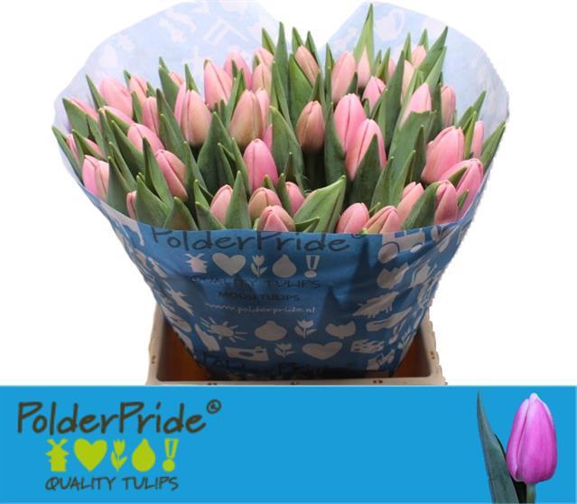 <h4>TU EN TRESOR</h4>