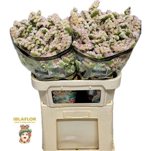 Lim S Apri Sun Birds