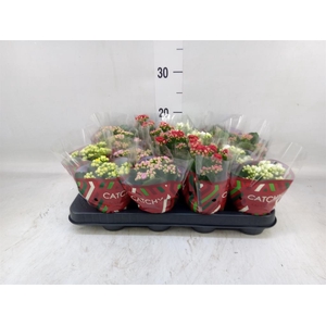 Kalanchoe blos.   ..rosebud mix  5