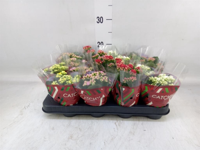 <h4>Kalanchoe blos.   ..rosebud mix  5</h4>