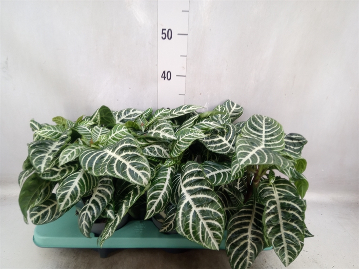 <h4>Aphelandra squar. 'Botanica'</h4>