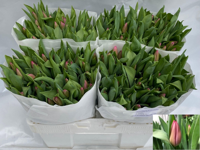 <h4>TU EN CHRISTM DREAM</h4>