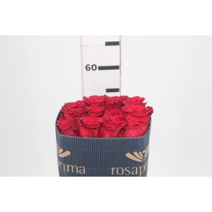 ROSA VERMELHA FREEDOM 050 IMPORTADA