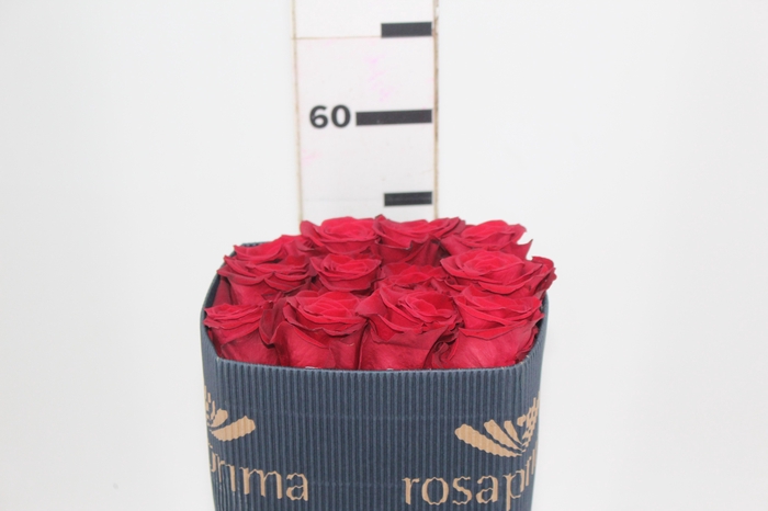 <h4>ROSA VERMELHA FREEDOM 050 IMPORTADA</h4>