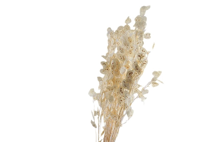 Lunaria Preserved White Bleached