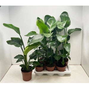 STRELITZIA NICOLAI