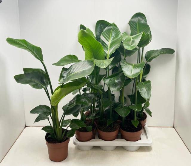 <h4>STRELITZIA NICOLAI</h4>