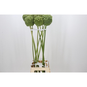 Allium Green Craze