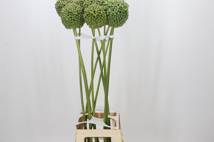 <h4>Allium Green Craze</h4>