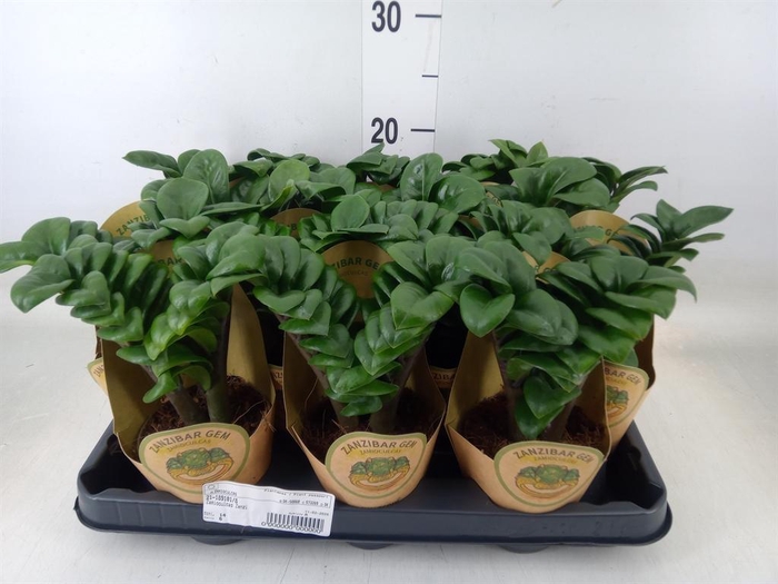 <h4>Zamioculcas zamiifolia 'Zenzi'</h4>