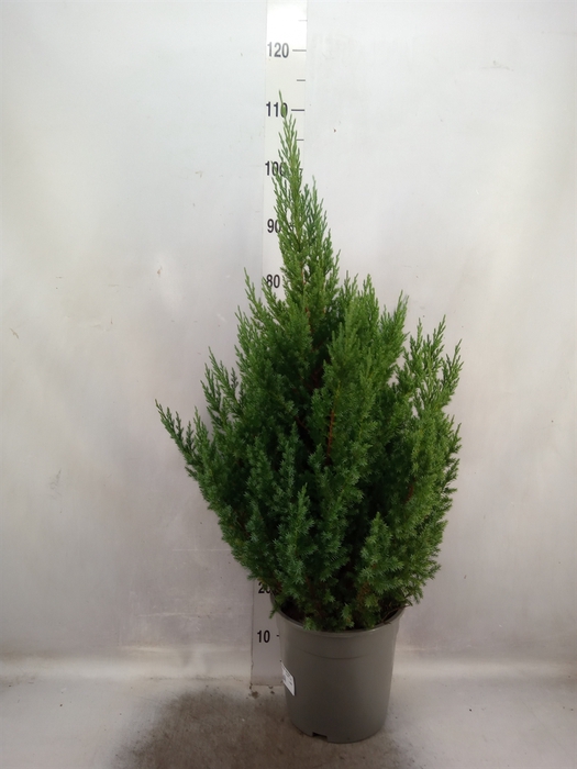 Juniperus chinensis 'Stricta'