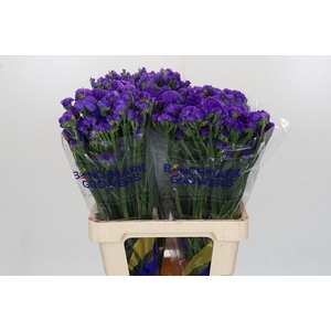Limonium sinuatum Purple Select