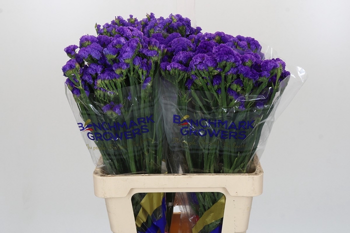 <h4>Limonium sinuatum Purple Select</h4>