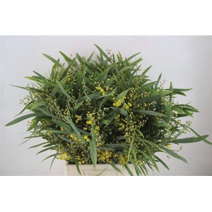 Mimosa Floribunda P Bunch