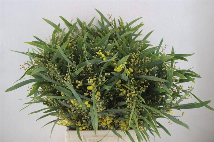 <h4>Mimosa Floribunda P Bunch</h4>