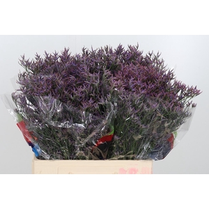 Lim Safora Dark Blue