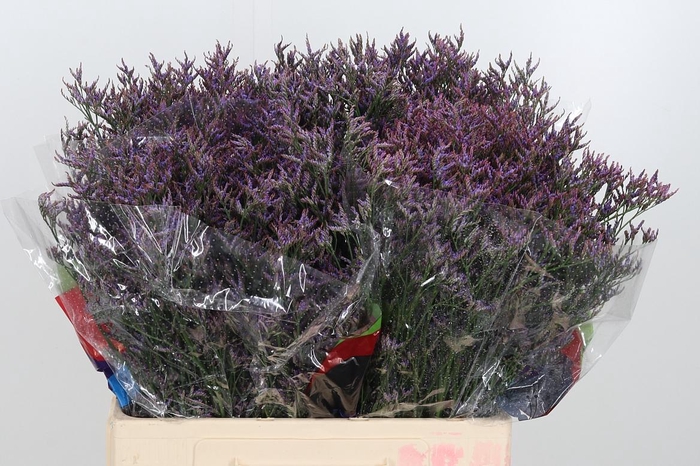 <h4>Lim Safora Dark Blue</h4>