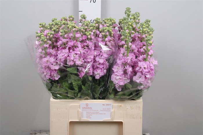 <h4>Matth Mathilda Pink</h4>