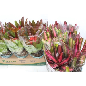 NEOREGELIA VARIADA P14