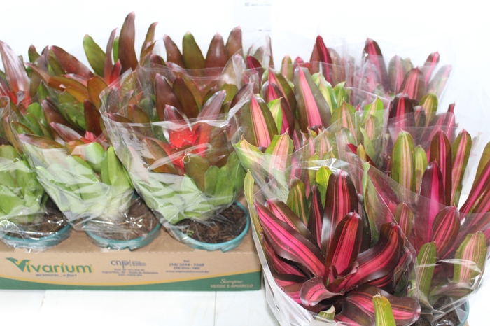 <h4>NEOREGELIA VARIADA P14</h4>