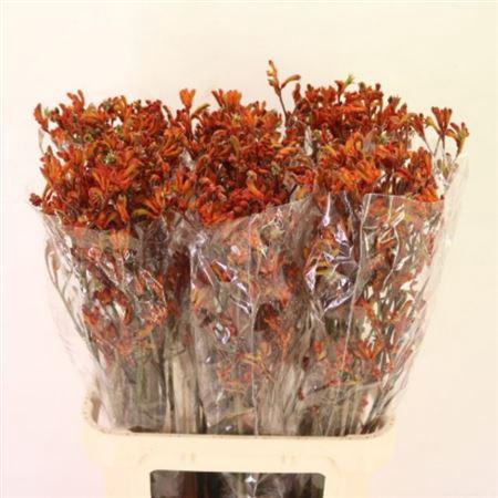 <h4>Anigoz Orange</h4>