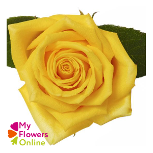 R Gr High & Exotic Yellow 40cm EC