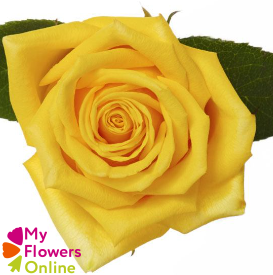 <h4>R Gr High & Exotic Yellow 40cm EC</h4>