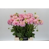 Dahlia Pink Pop