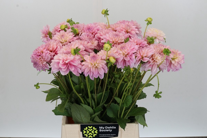 Dahlia Pink Pop