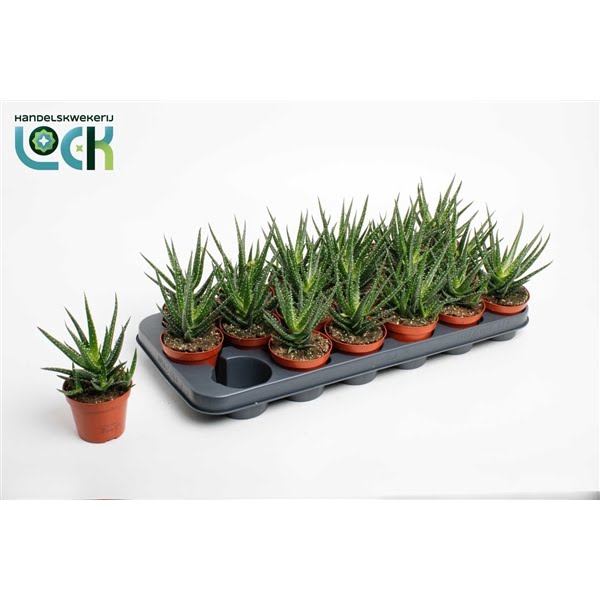 <h4>Aloe Jaco</h4>