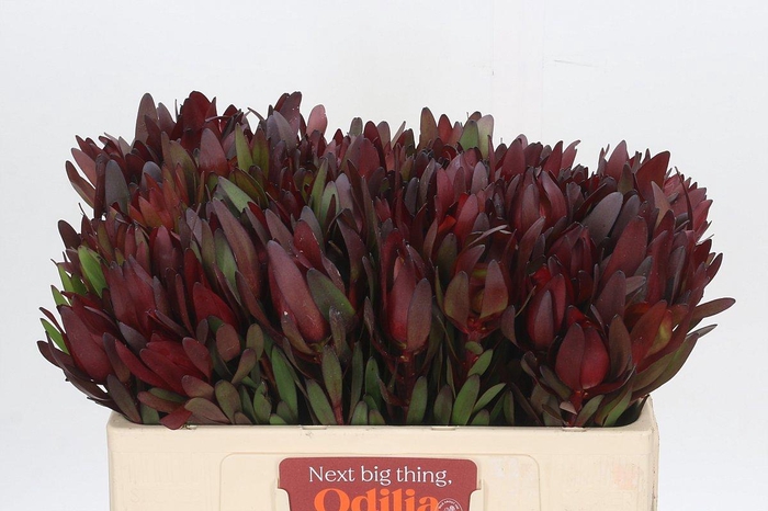 <h4>LEUCAD SAF SUNSET</h4>