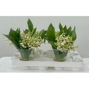 CONVALLARIA P ST