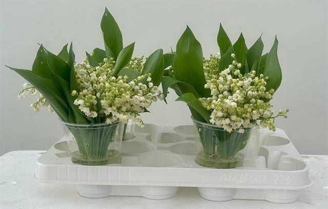 <h4>CONVALLARIA P ST</h4>