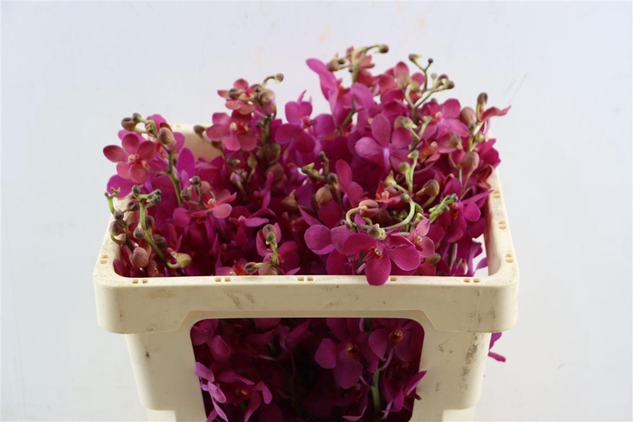 <h4>Mokara Anny Cool</h4>