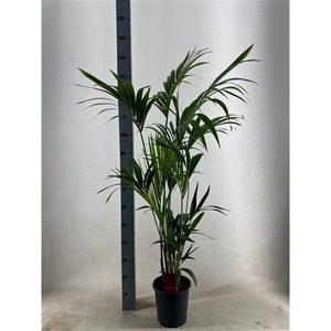 KENTIA - P21 H130 - 5PP - EcoLine (Howea forsteriana)