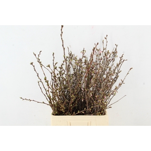 PRUNUS LIGHT LIGHT PINK PER STEM 060CM