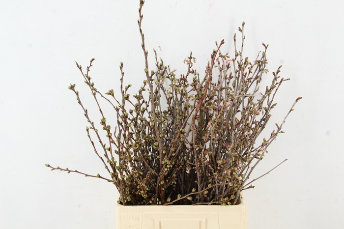 <h4>PRUNUS LIGHT LIGHT PINK PER STEM 060CM</h4>