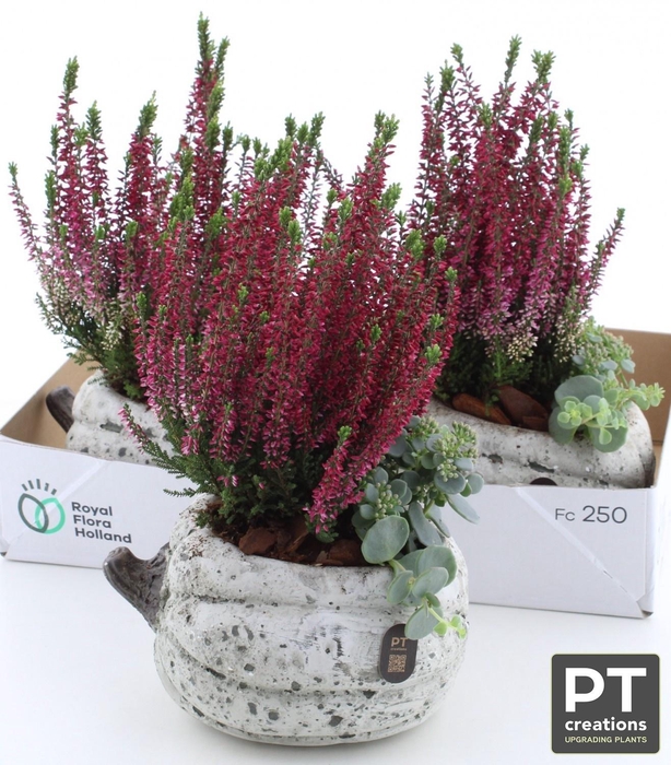 <h4>ARR TUINPLANTEN</h4>