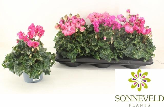 <h4>CYCL GR LAT PIPOCA</h4>