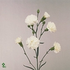 DIANTHUS TR ALBATROS