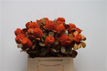 Banksia Coccinea Orange