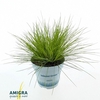 Deschampsia Tatra Gold