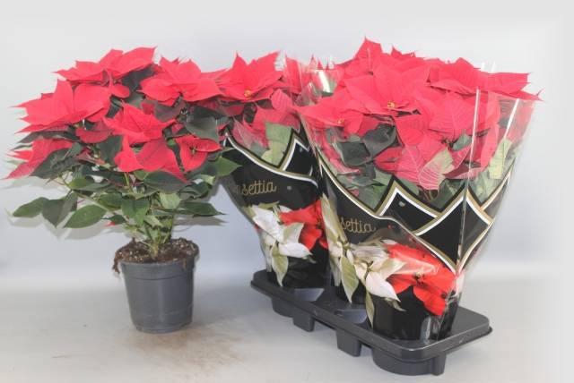 <h4>EUPHOR P CHR F RED</h4>