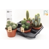 Cactus Gem